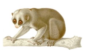 벵갈늘보로리스는 19세기 중반의 이 그림에서 보듯이 큰 눈, 둥근 머리, 짧은 귀를 가지고 있다.