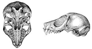 피그미늘보로리스 두개골의 구개(왼쪽) 및 측면(오른쪽) 모습