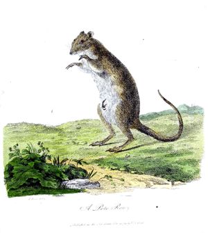 존 화이트의 저서에 실린 사라 스톤의 삽화(1790년)