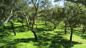 시네스 근처의 시골 지역에 있는 코르크 참나무 몬타도