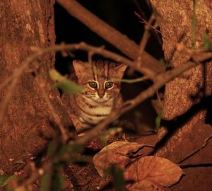 자연 서식지에 있는 붉은점박이삵