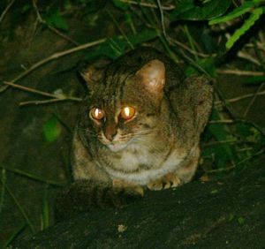 아나이말라이 언덕에서 촬영된 붉은점박이삵