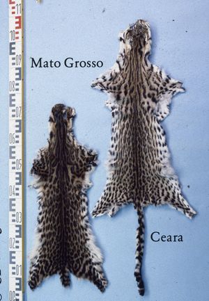 온실라는 모피 때문에 사냥당한다.