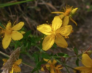 H. perforatum ssp. veronense