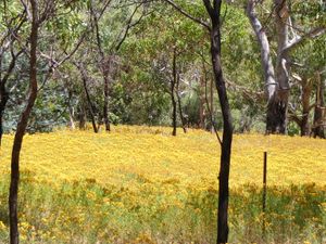 벨에어 국립공원(Belair National Park), 남호주에서 번성하는 서양고추나물