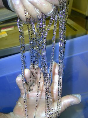 사탕수수두꺼비 산란