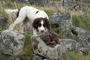 붉은 뇌조 사냥은 페나인 산맥에서 경제적으로 중요한 활동이다.