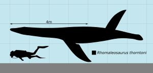 인간과의 크기 비교