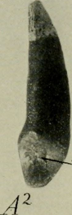 필트다운 인의 평평하고 마모된 표면 송곳니를 보여준다.