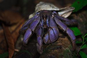 야간에 먹이를 찾는 Pagurus bernhardus