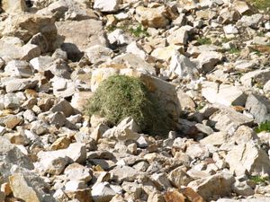 바위에 말리고 있는 초목 묶음은 나중에 저장하기 위한 것으로, 리틀 코튼우드 협곡, 유타주