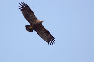 비행 중인 성체 초원수리, 아라발리 생물 다양성 공원, 구르가온