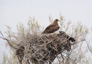 바이코누르에 있는 둥지 위의 성체 초원수리.