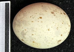 알, 비스바덴 박물관(Museum Wiesbaden) 소장