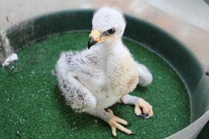 인공 번식으로 태어난 초원수리 새끼