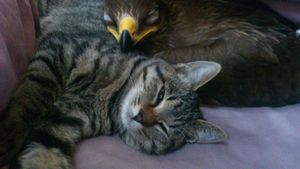 고양이에 기대는 초원수리