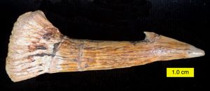 온코프리스티스의 이빨