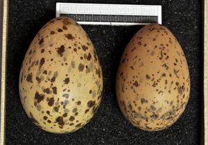 비스바덴 박물관 소장 알