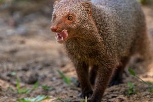 얄라 국립공원(Yala National Park)에 있는 붉은몽구스