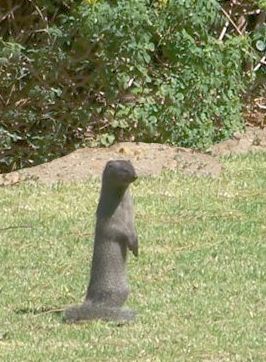 케이프회색몽구스, 사춘기 후반, 가족 구성원의 일원으로 주변을 살피고 있다.