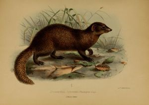 원래의 그림은 종의 설명과 관련하여 Dologale dybowskii를 보여준다.