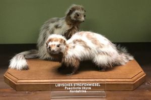 사하라줄무늬족제비