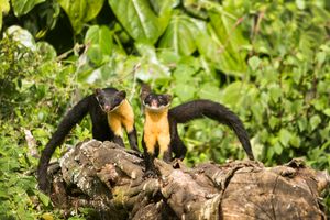 팜파둠 숄라 국립공원에 있는 닐기리담비 두 마리