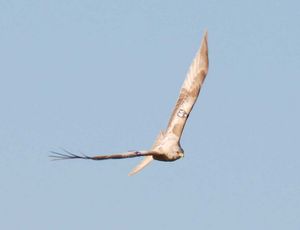 백색증 붉은솔개