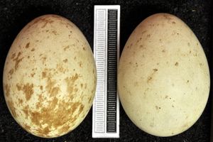 독일 비스바덴 박물관의 자연사 컬렉션에 있는 알