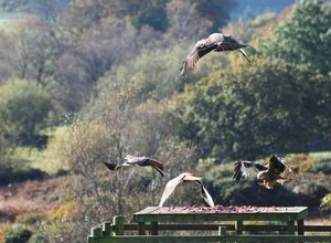먹이 공급소에 있는 붉은솔개, 로리스턴, 스코틀랜드.