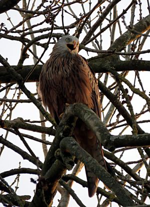 쿡햄, 버크셔에 있는 어린 붉은솔개