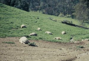 쿠거에 의한 여러 양의 살상.