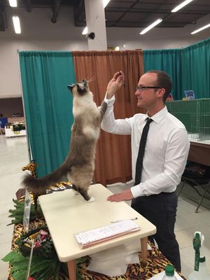 앨버커키에서 열린 쇼에서 TICA 심사위원이 2살 된 버만 알터를 평가하고 있다.