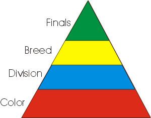 TICA 심사위원들은 경쟁하는 모든 고양이 중에서 최고의 색상, 디비전 및 품종을 결정하여 상위 고양이를 추려낸다.