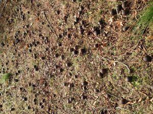 나무에서 떨어진 열매들