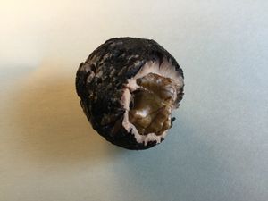 씨앗 껍질이 갈라져 씨눈이 드러난 모습. 적절한 조건에서 검은 호두나무는 여기 사진에 있는 씨앗과 같이 싹이 트고 자랄 것이다.