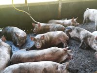 산타카타리나의 돼지