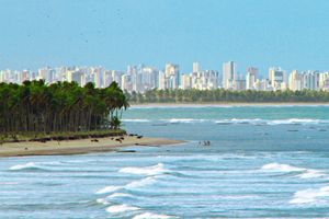 페르남부쿠의 코코넛 나무