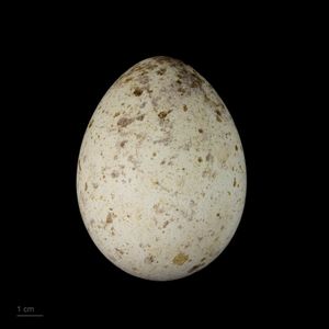 스페인흰죽지수리의 알