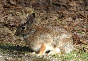유럽 토끼는 서유럽에서 흰배줄독수리의 주요 먹이이다.