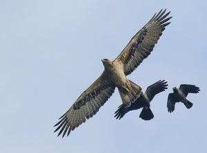 흰배줄독수리가 모빙당하는 모습, 파키스탄. 집까마귀는 흰배줄독수리의 일반적인 포식자이다.