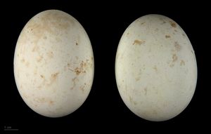  Aquila fasciata – MHNT