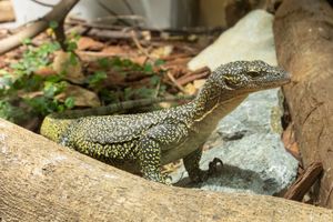 Varanus indicus