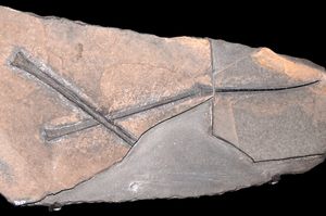 화석 날개 뼈