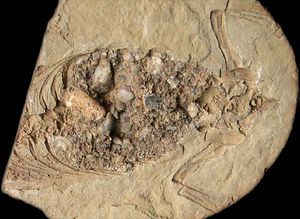 위석과 함께 산출된 표본