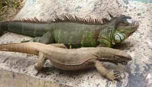 벵골왕도마뱀(V. bengalensis)과 그린이구아나(Iguana iguana)