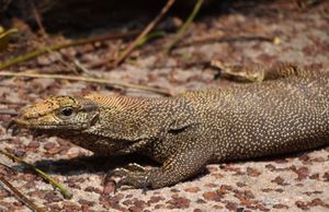 구름왕도마뱀 (V. nebulosus)