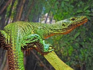 푸른꼬리왕도마뱀 (V. doreanus)