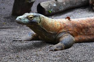 코모도왕도마뱀 (V. komodoensis)
