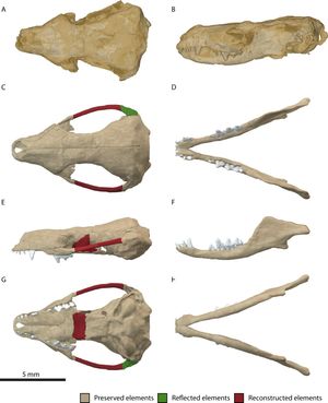 하드로코디움 두개골. 턱 관절은 완전한 포유류(인설골-치골)이며, 이전의 과도기적 형태보다 더 앞으로 나와있다.